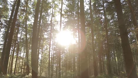 Pine-Trees-in-Sunlight