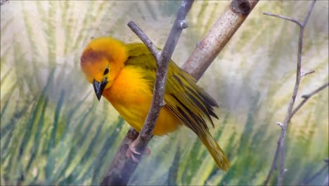 Weaver-Bird-Sitting-on-Branch