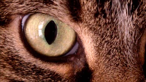 Cat-Eye-Macro
