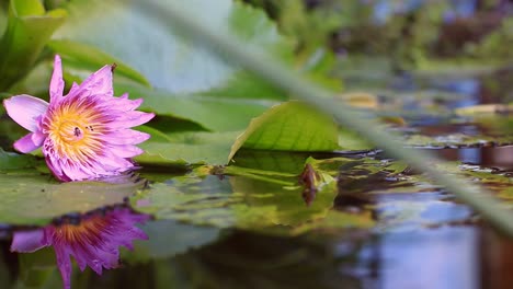 Blumenreflexion-Im-Teich