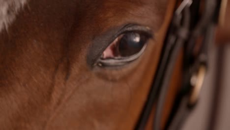 Racehorse-Eye-Closeup-