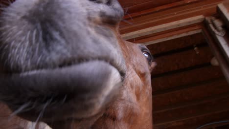 Racehorse-Nose-Close-Up