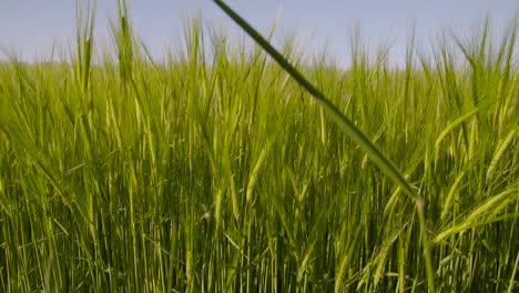 Barley-Field-1