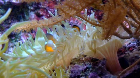 Clownfish-in-Anemone-2