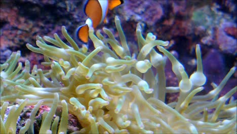 Clownfische-In-Anemone