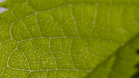 Underside-of-Leaf-Macro