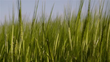 Barley-Field-3