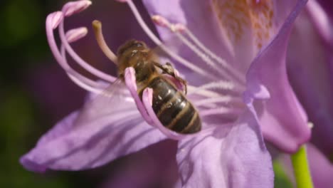 Bee-on-Flower-1