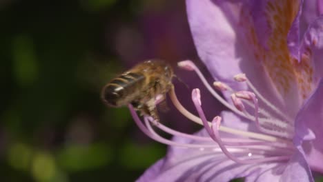 Bee-on-Flower-2