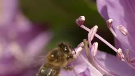 Bee-on-Flower-3
