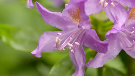 Pink-Rhododendron-Close-up