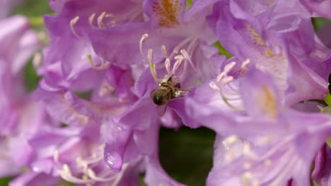 Bee-on-Flower-4