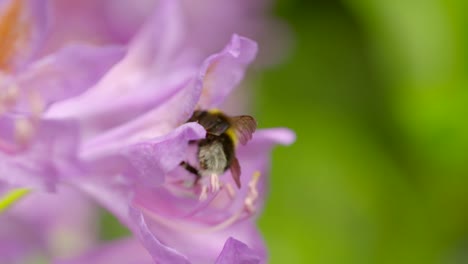 Bumblebee-3