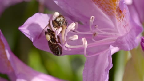 Bee-on-Flower-