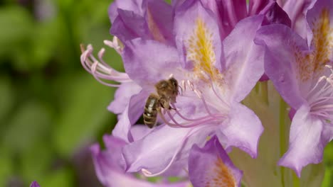 Bee-on-Flower-4