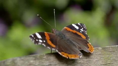 Ruhender-Schmetterling-Nahaufnahme-1