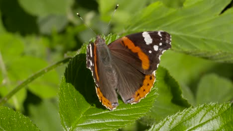 Schmetterling-Auf-Blattnahaufnahme