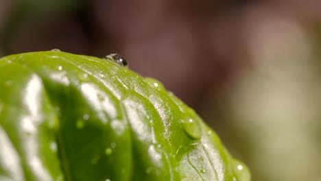 Raindrops-on-Leaf