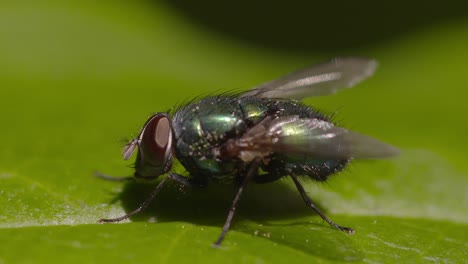 Fly-on-Leaf