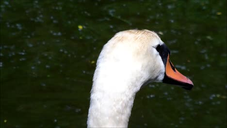 Swan-Close-Up