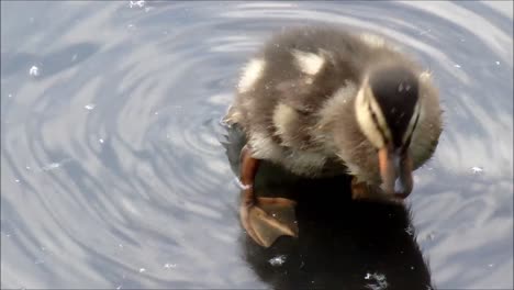 Duckling-Cleaning