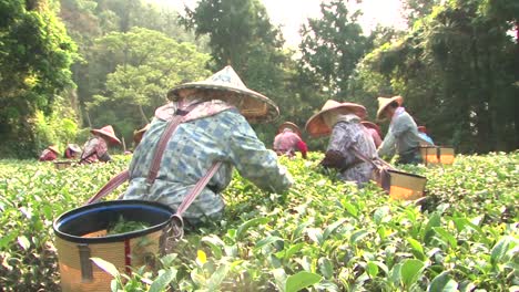 Taiwan-Tea-Farmers