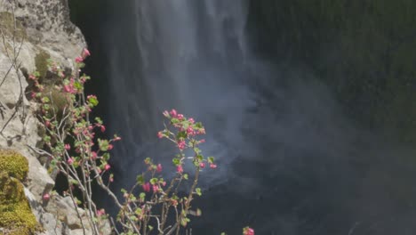 Pflanze-überhängender-Wasserfall