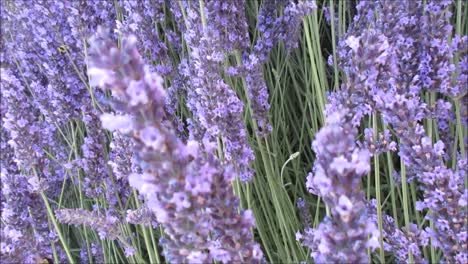 Bumble-Bee-and-Lavenders-2