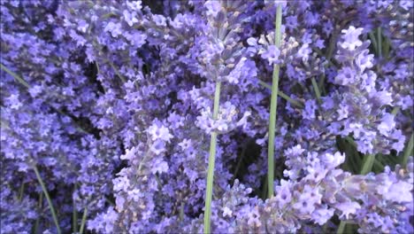 Bumble-Bee-and-Lavenders