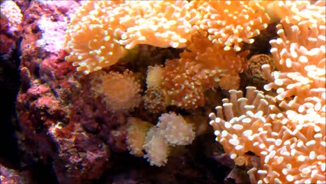 Seeanemonen-Und-Anemonenfische