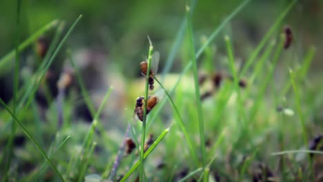 Hormigas-reinas-en-la-hierba