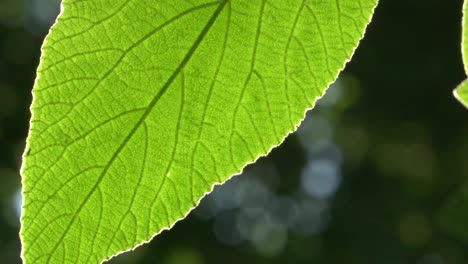 Backlit-Leaf