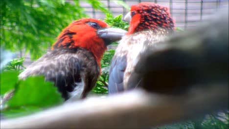 Brown-Breasted-Barbets-2