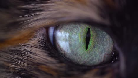 Cat-Eye-Macro