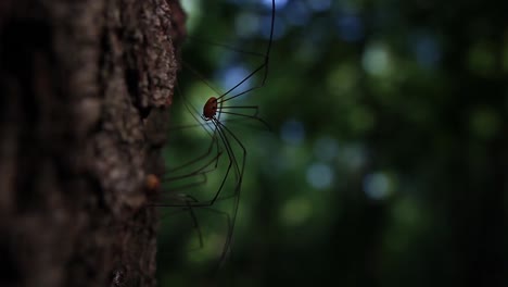 Harvestman-Spider