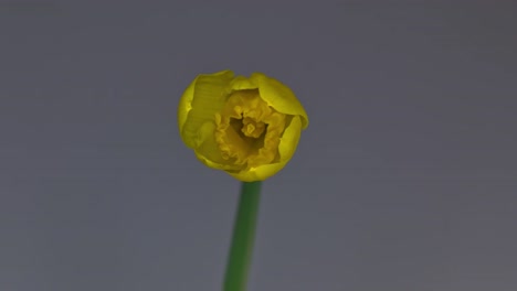 Narciso-en-flor-1