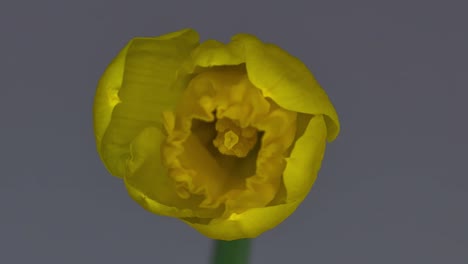 Narciso-Blooming-2