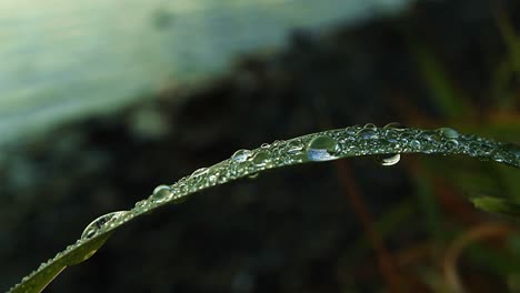 Lakeside-Dew-Drops