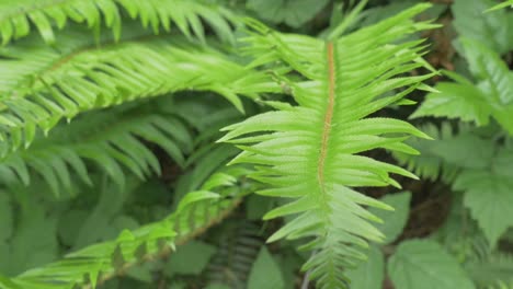 Helecho-planta-hojas