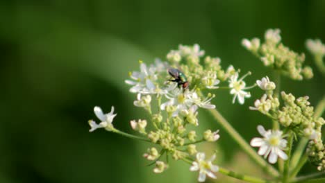 Fly-on-Flowers