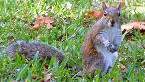 Eichhörnchen-Im-Gras
