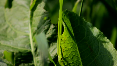 Green-Leaf-Close-Up