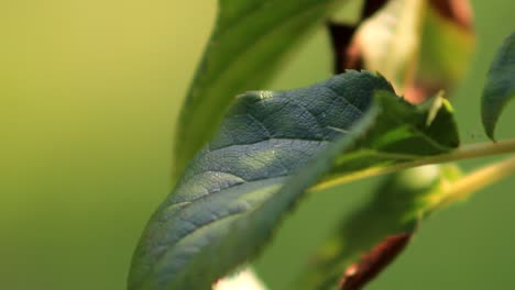 Close-Up-Green-Leaf