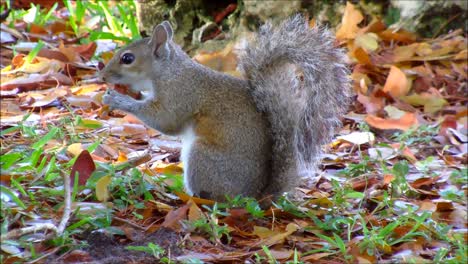 Grey-Squirrel-Eating