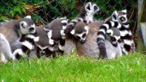 Group-of-Ring-Tailed-Lemurs