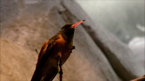 Amazilia-Hummingbird
