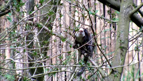 Marmoset-in-Branches
