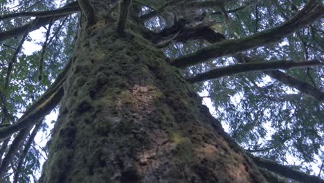 Moos-An-Der-Seite-Eines-Baumes