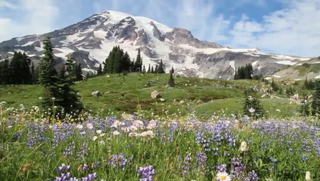 Wildblumen-Auf-Dem-Mt-Rainier