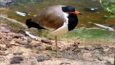 Red-Wattled-Lapwing